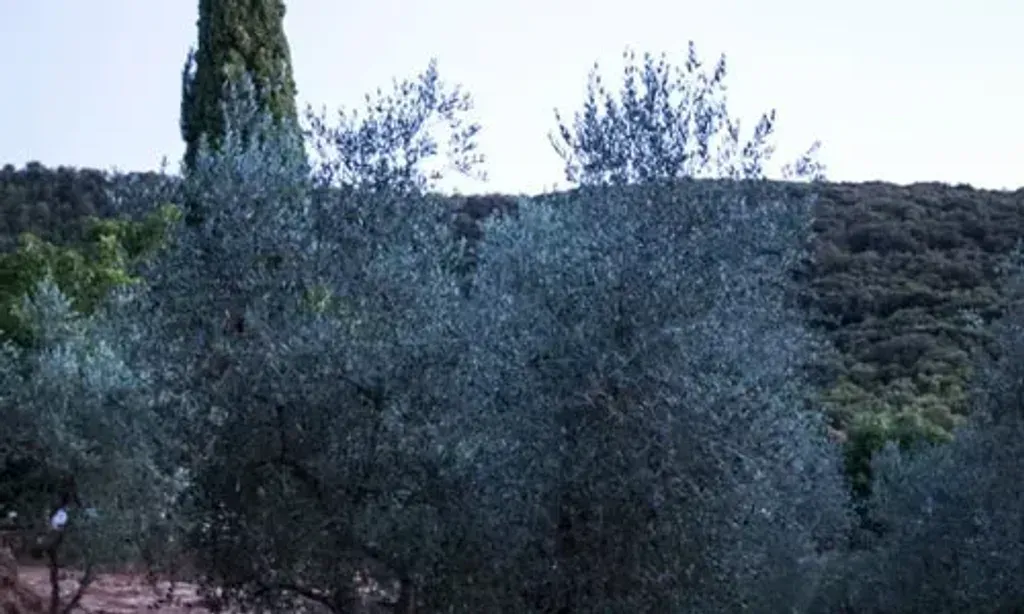Whole Woman Retreat — The retreat unfolds within a picturesque 13th-century Tuscan farmhouse, surrounded by an organic farm and breathtaking natural landscapes. The atmosphere is one of rustic elegance and tranquility, offering a genuine escape into the heart of the Italian countryside.