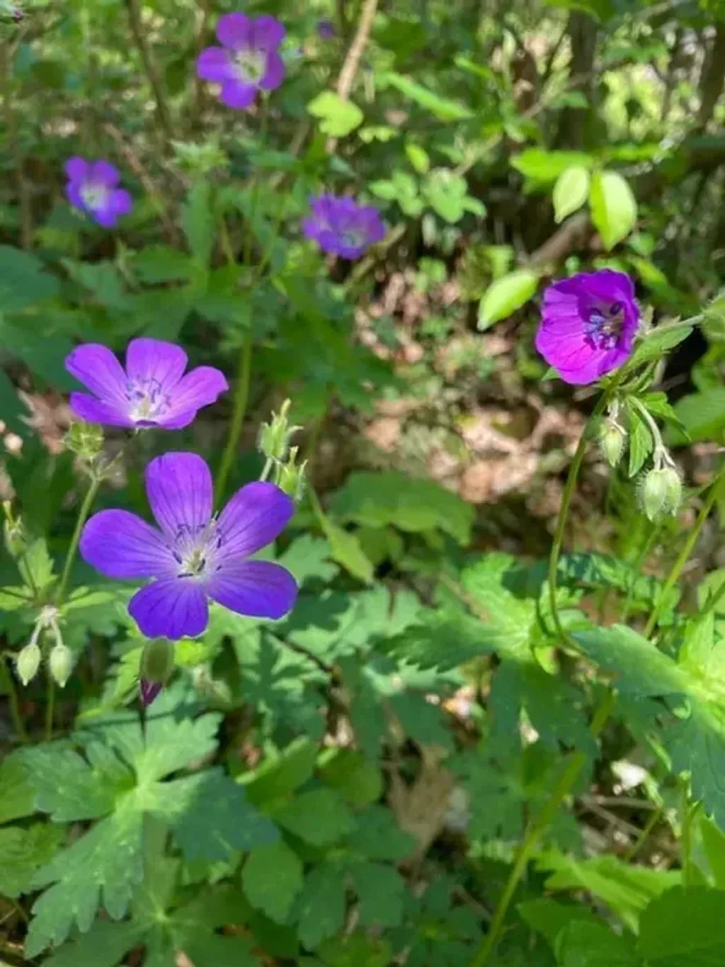 Wild Heart Medicinals — The center is situated in an untouched forest in Barnardsville, North Carolina, surrounded by wild medicinal plants such as Trillium and Ginseng. The natural environment is intentionally designed to foster a deep connection with nature and support personal discovery.